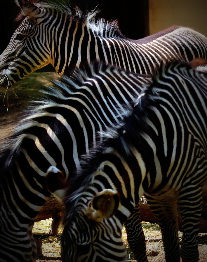 Yipes Stripes Photograph by Garrett Nyland - Fine Art America