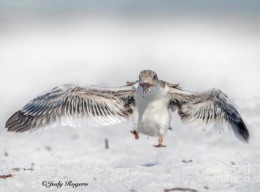 Yippeee its Friday Photograph by Judy Rogero