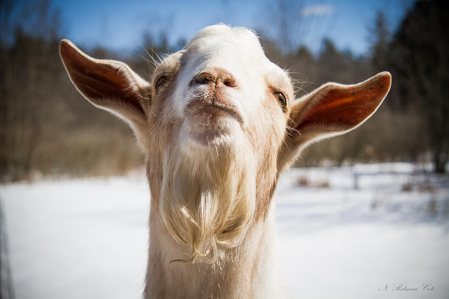 Yoda Goat Photograph by Natalie Rotman Cote