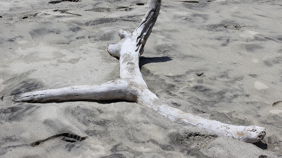 Beach Photograph - Yoga Drift Wood by Michael Kim