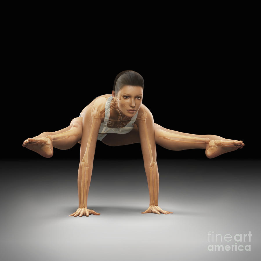 Skeleton Photograph - Yoga Firefly Pose by Science Picture Co