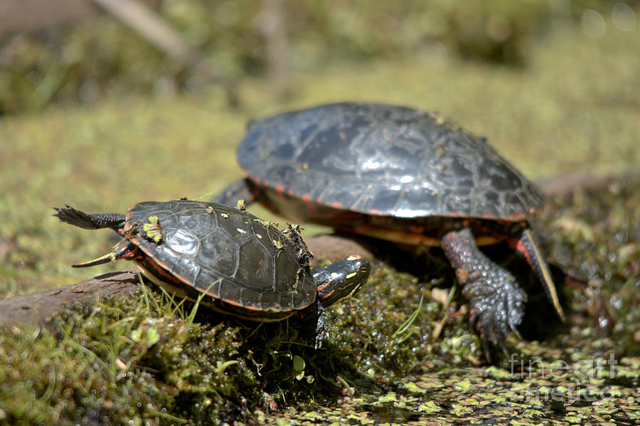 Yoga Turtles Photograph by Cheryl Baxter