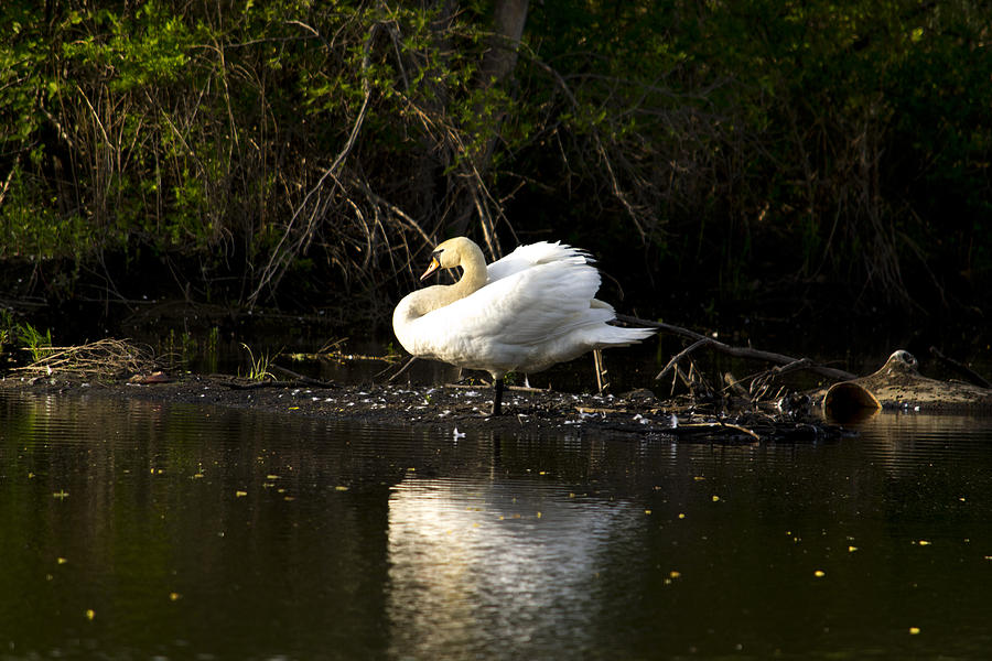 Swan Photograph - Yogi Swan by Jatin Thakkar