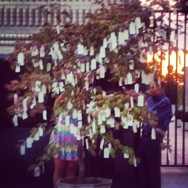 Yoko Onos Wishing Tree At Slam! Photograph by Genevieve Esson