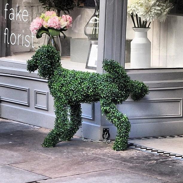 City Photograph - #york #dog #florist #city #street by David Cook