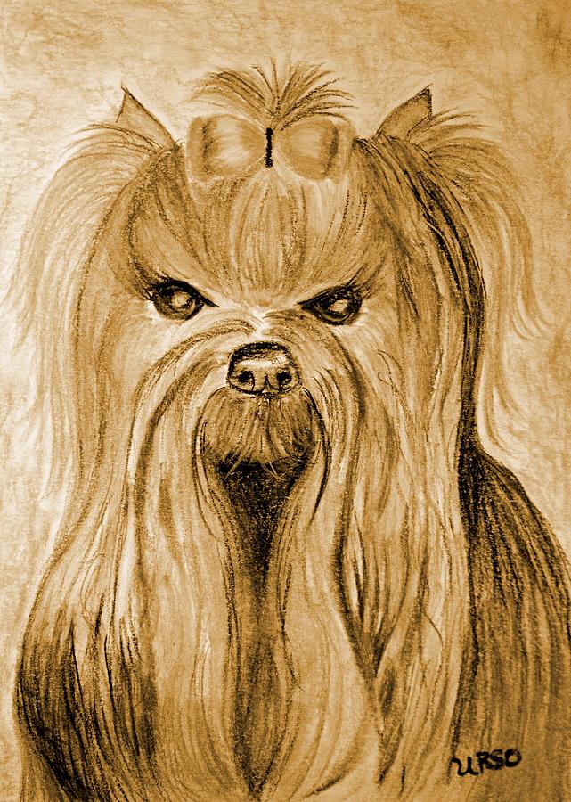 Yorkshire Terrier Drawing - Yorkie 1a by Maria Urso