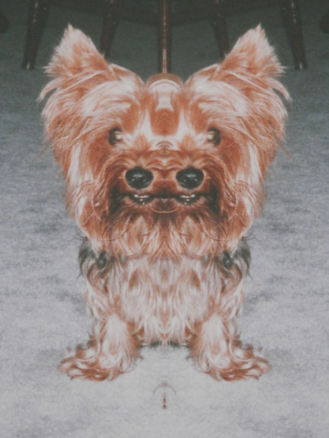 Yorkie Am I Seeing Double Photograph by Belinda Lee