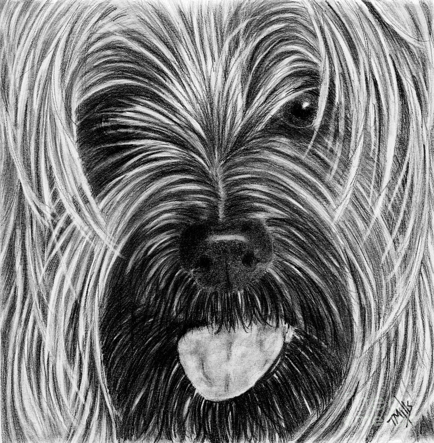 Yorkie Face Drawing by Terri Mills