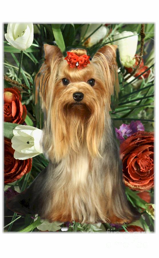 Yorkie Flower Garden Digital Art by Maxine Bochnia Fine Art America