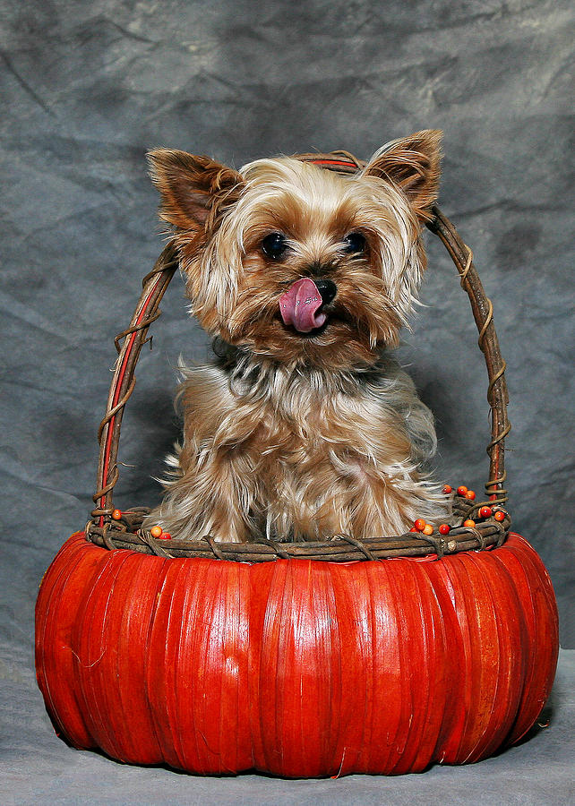 yorkie in a pumpkin