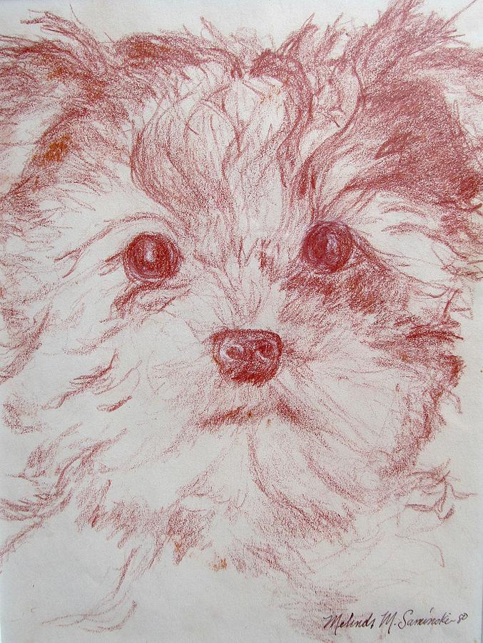 Yorkie Pup Sketch Drawing by Melinda Saminski
