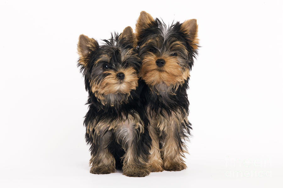Yorkie Puppies Photograph by Jean-Michel Labat