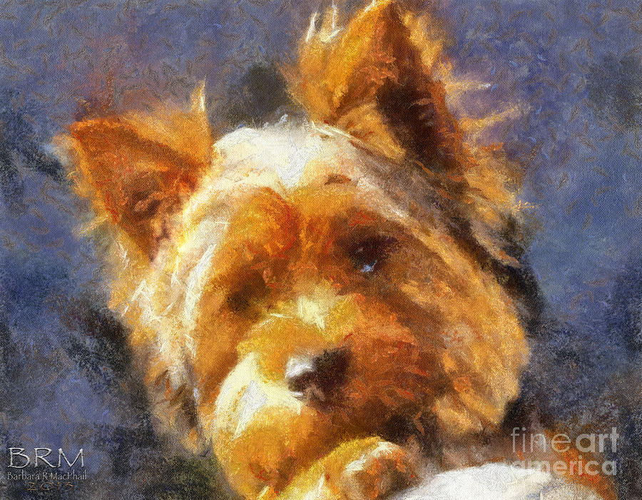 Yorkie Sweetie Photograph by Barbara R MacPhail