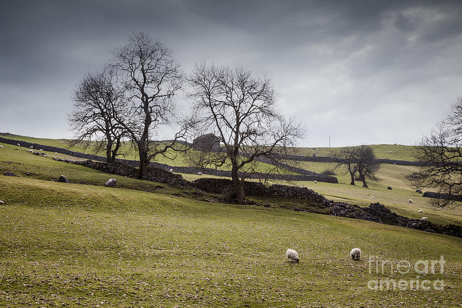 Winter Photograph - Yorkshire Dales Early Spring by Colin and Linda McKie