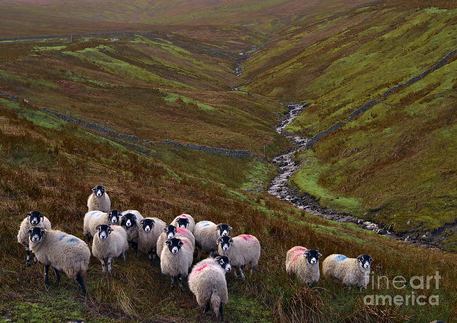 Dales Sheep in the Pennines Photograph by Martyn Arnold