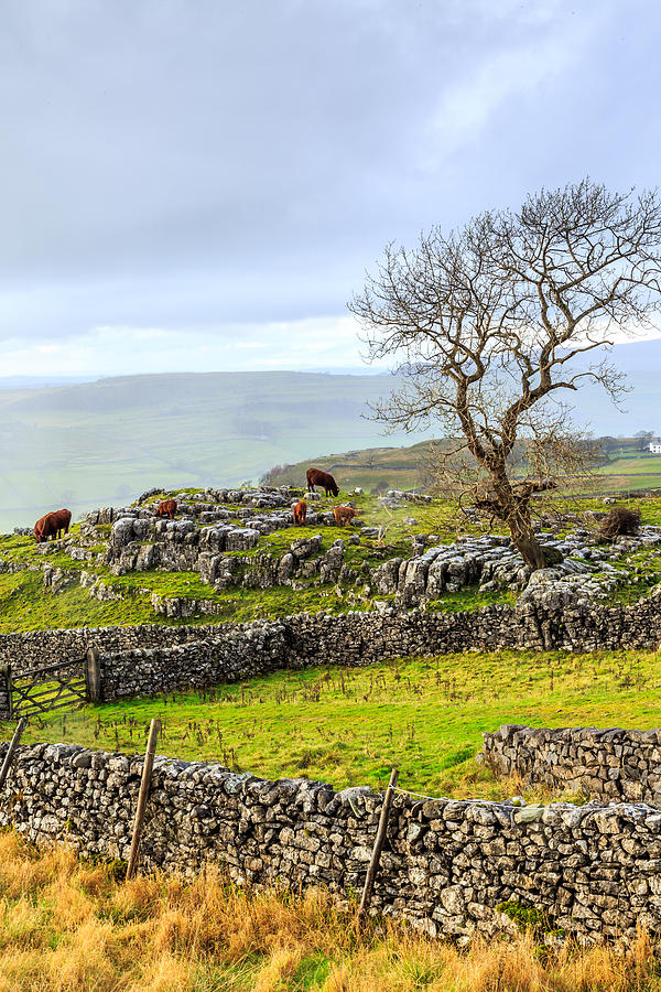 Yorkshire Dales Photograph by Sue Leonard
