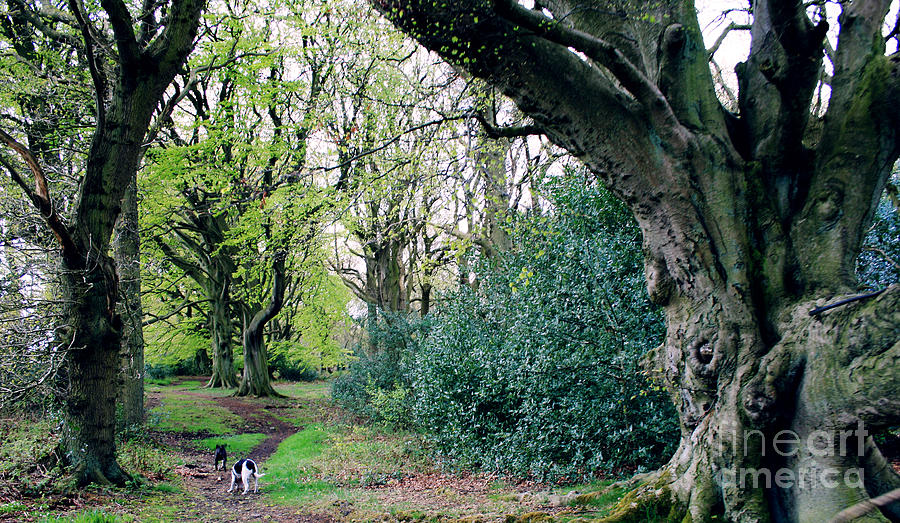 Yorkshire Forest walk Photograph by Merice Ewart