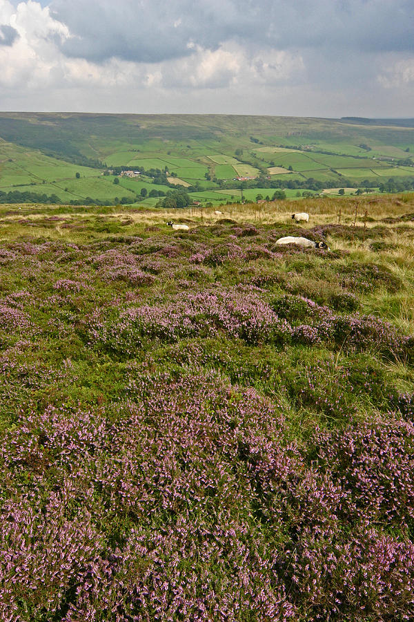 Yorkshire Moors Heather Photograph by John Topman