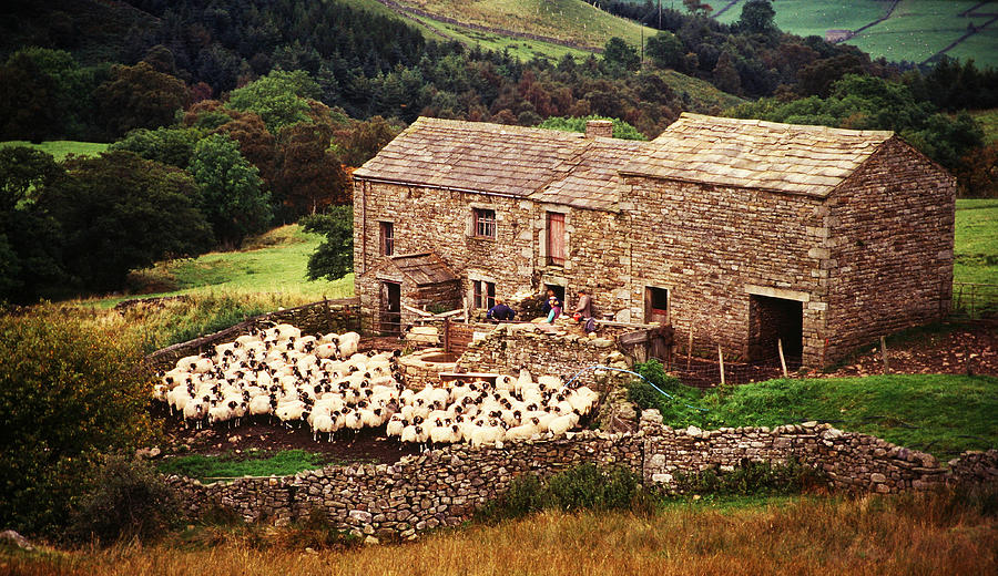 Yorkshire Sheep Farm Colour Photograph by John Topman