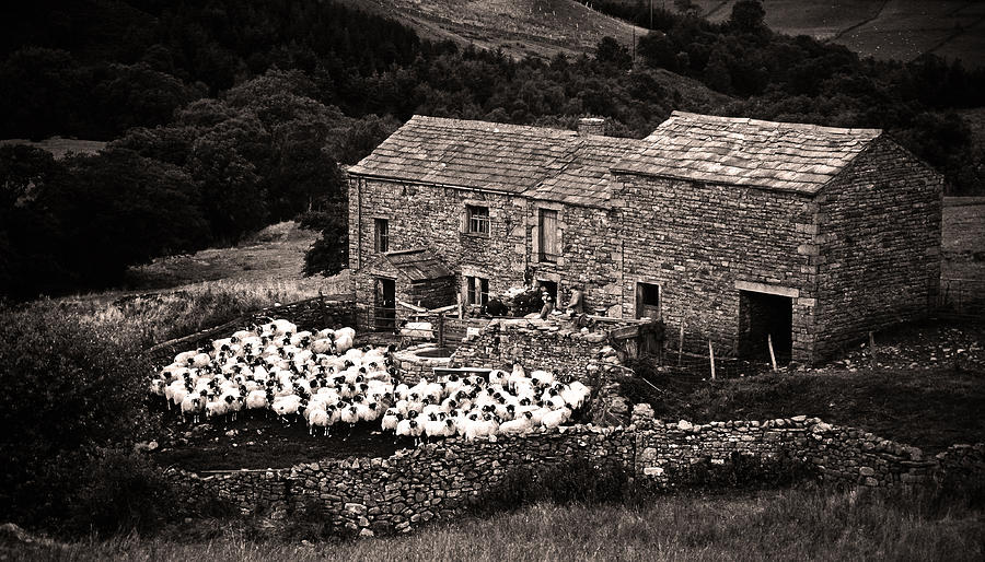 Yorkshire Sheep Farm Monochrome Photograph by John Topman