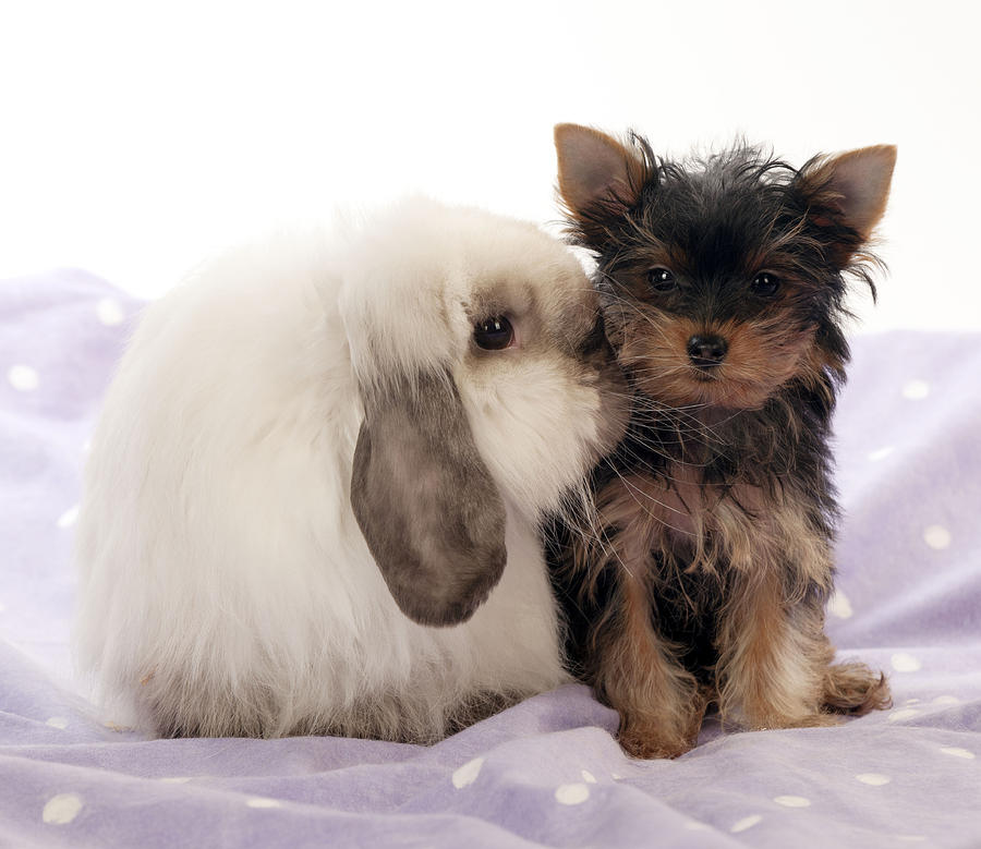 Yorkshire Terrier And Bunny Photograph by John Daniels