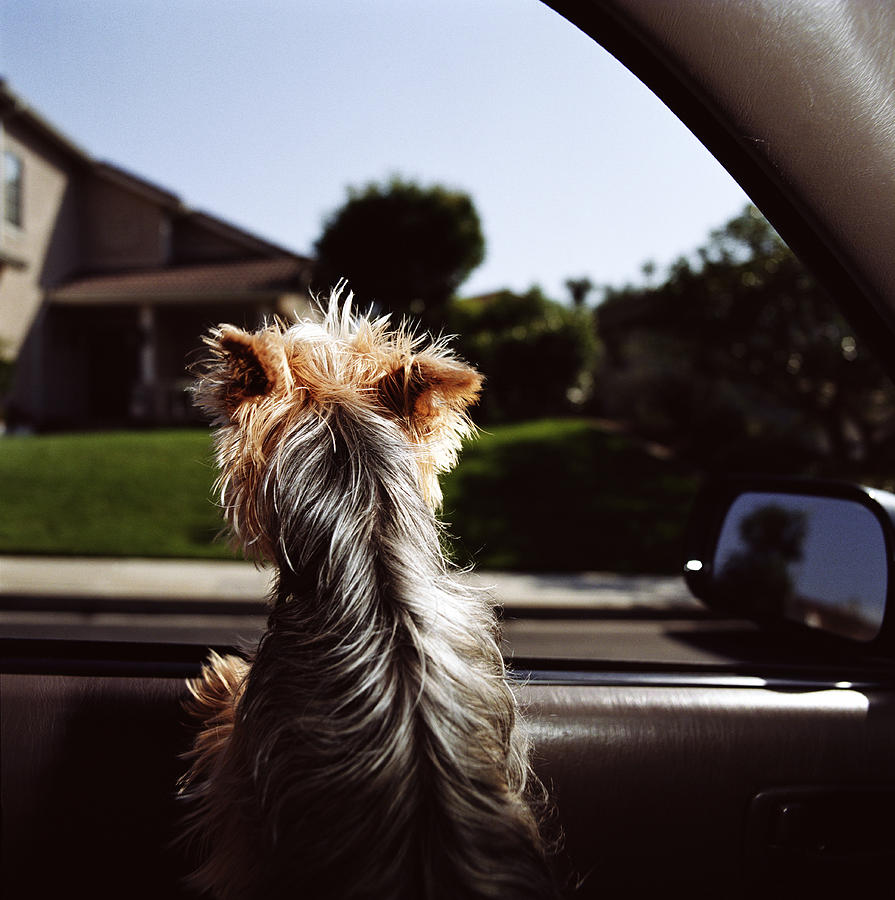 Yorkshire Terrier dog looking out car window, rear view Photograph by Joe McBride