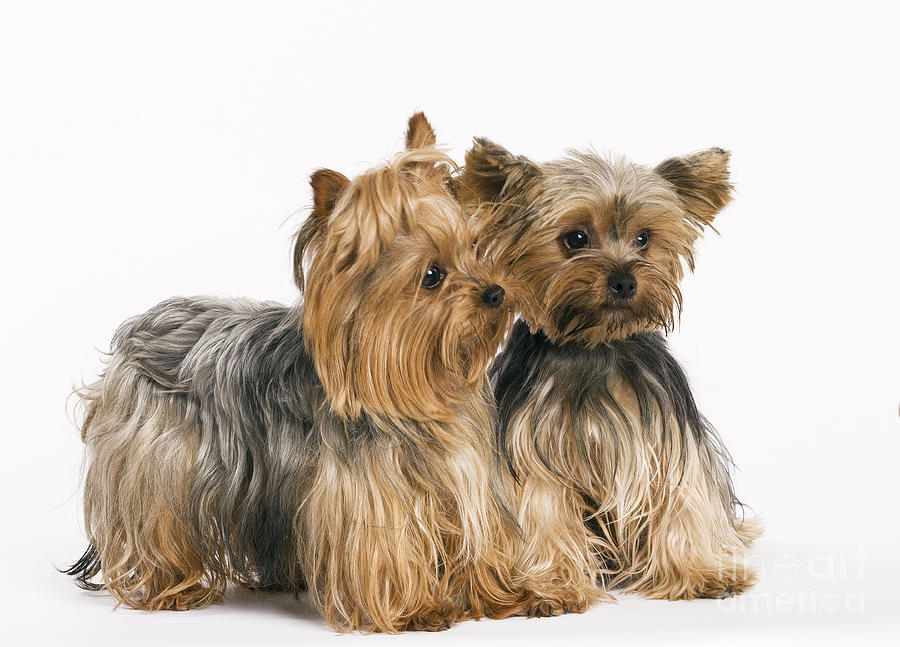 Yorkshire Terrier Dogs Photograph by Jean-Michel Labat
