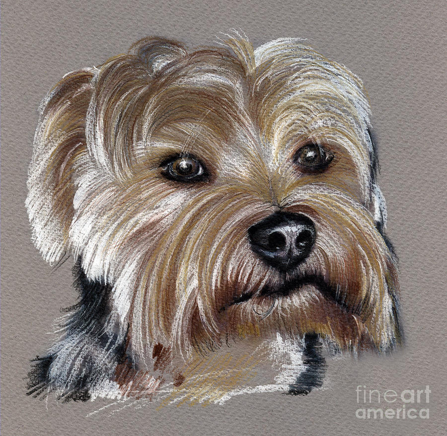 Yorkshire Terrier- drawing Drawing by Daliana Pacuraru