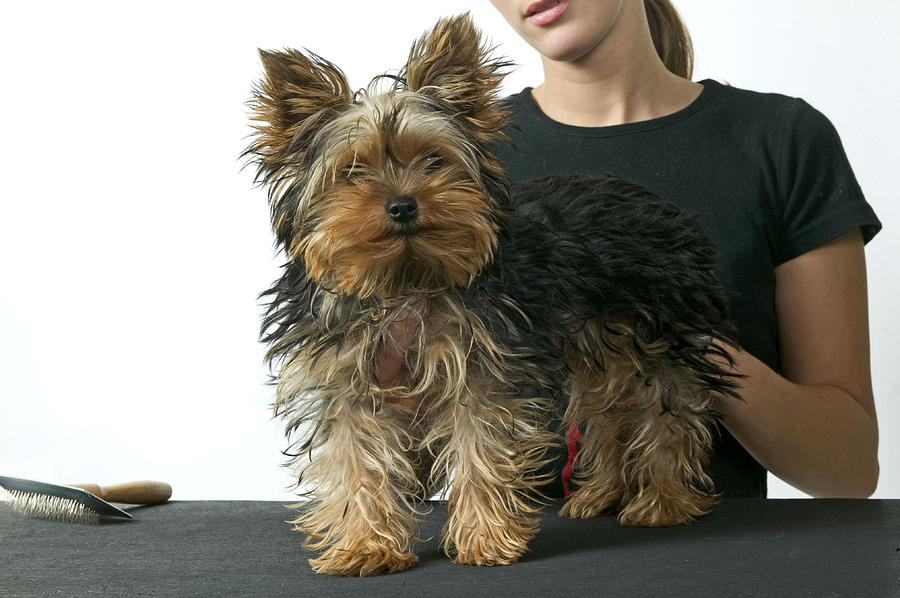 Yorkshire Terrier Grooming Photograph by Jean-Michel Labat