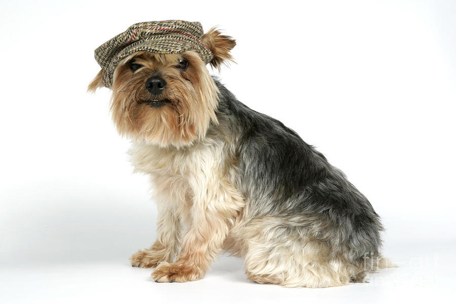 Yorkshire Terrier In Hat Photograph by John Daniels