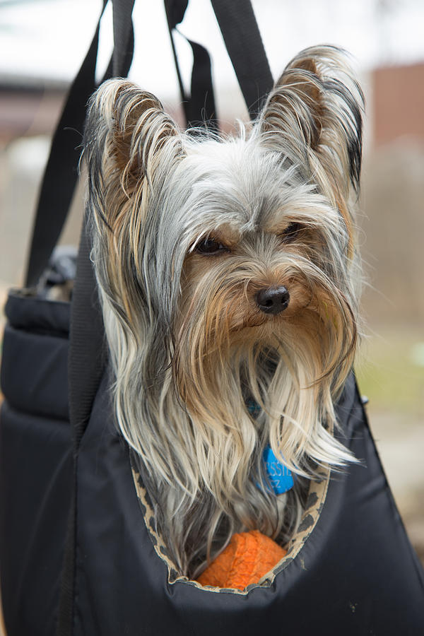 Animal Photograph - Yorkshire terrier in portable bag by Jaroslav Frank