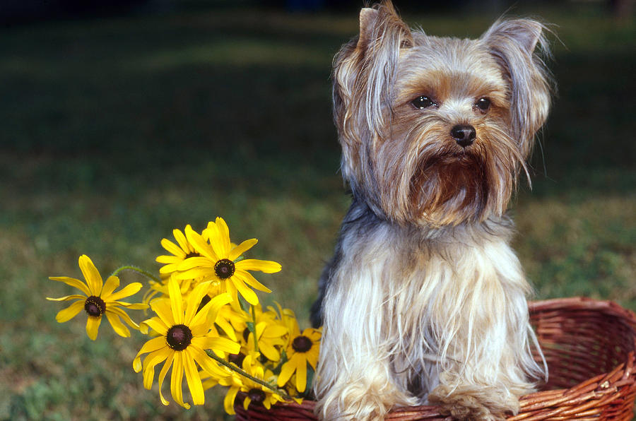 Yorkshire Terrier Photograph by Jeanne White