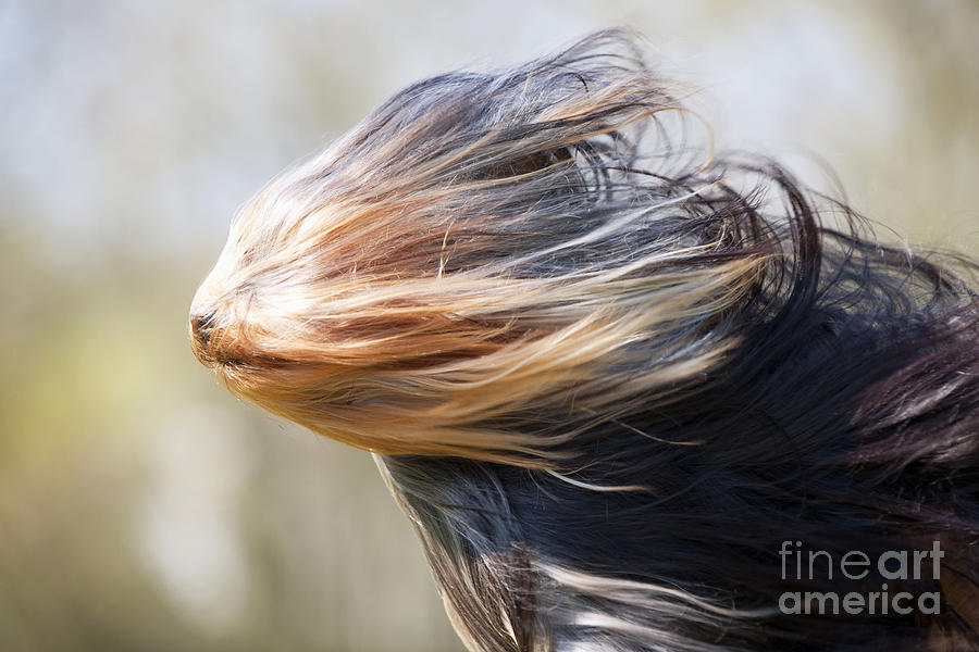 Yorkshire Terrier Photograph by John Daniels