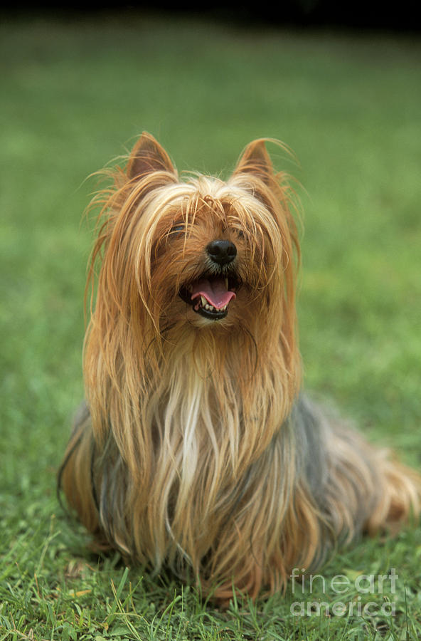Yorkshire Terrier Photograph by M. Watson