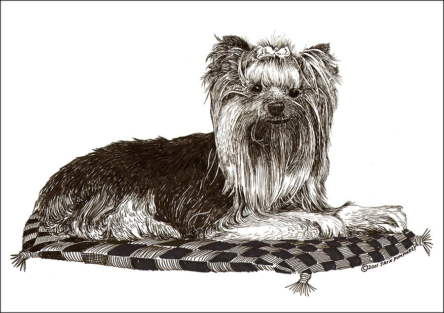 Yorkshire Terrier On Checkered Pillow Drawing