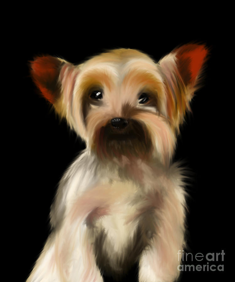 Cute Yorkie Pup on a Black Background Painting by Barefoot Bodeez Art