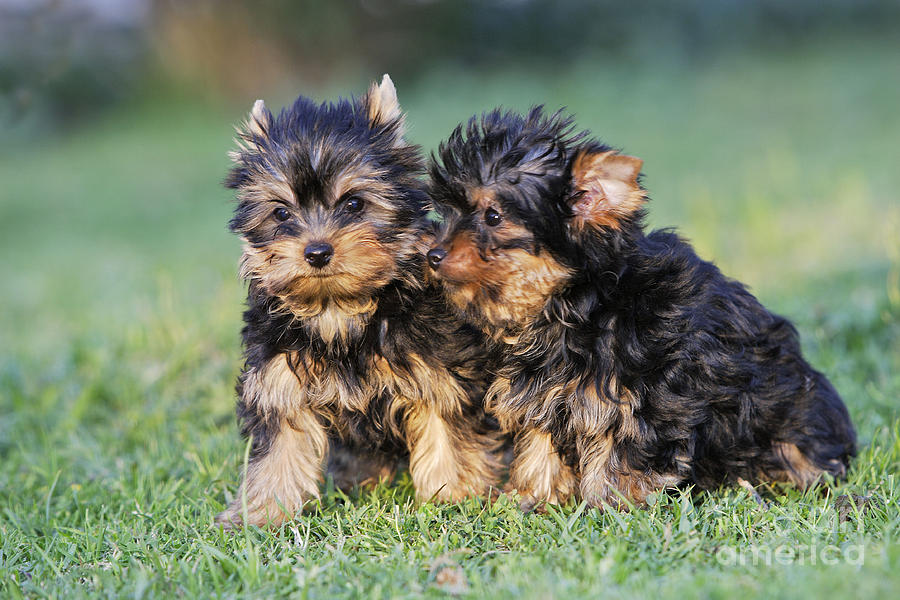 Yorkshire Terrier Puppies Photograph by M. Watson