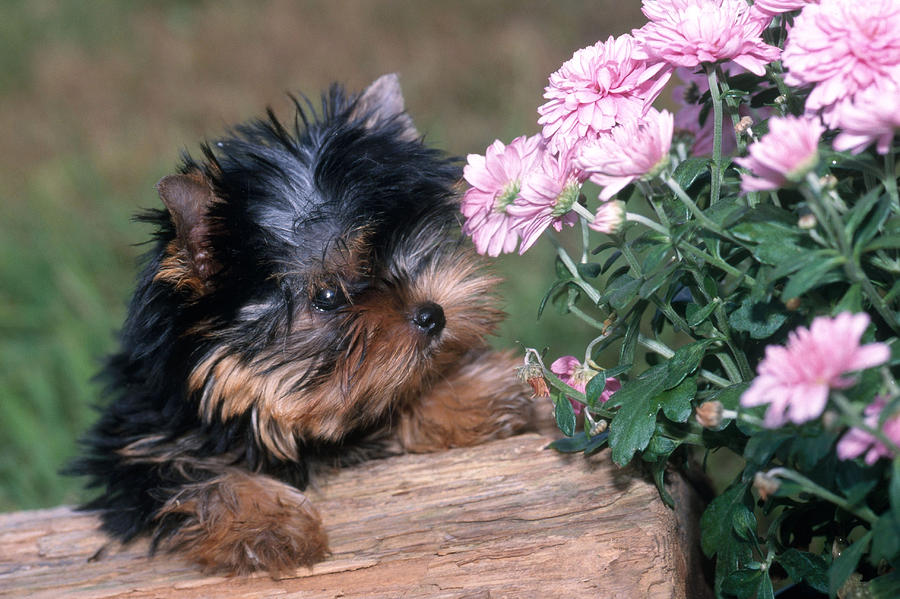 Yorkshire Terrier Puppy, 3 Months Old Photograph by Jeanne White