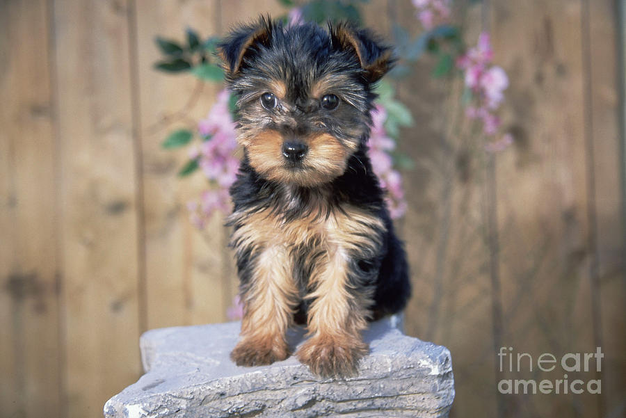 Yorkshire Terrier puppy Photograph by Alan Carey