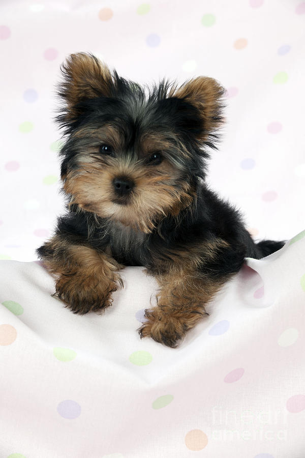 Yorkshire Terrier Puppy Dog Photograph by John Daniels
