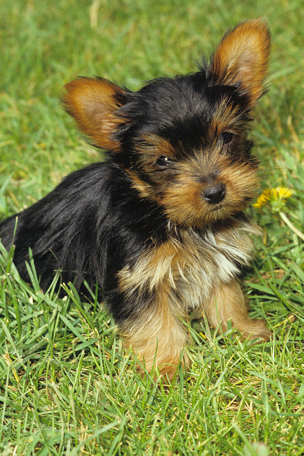 Yorkshire Terrier Puppy Photograph by Jeanne White
