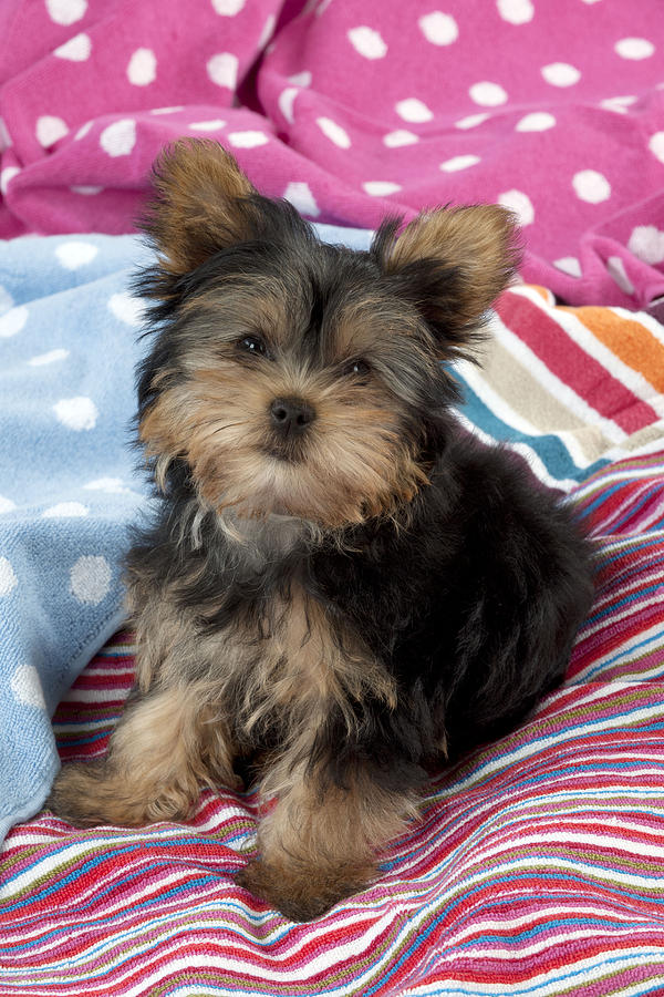 Yorkshire Terrier Puppy Photograph by John Daniels