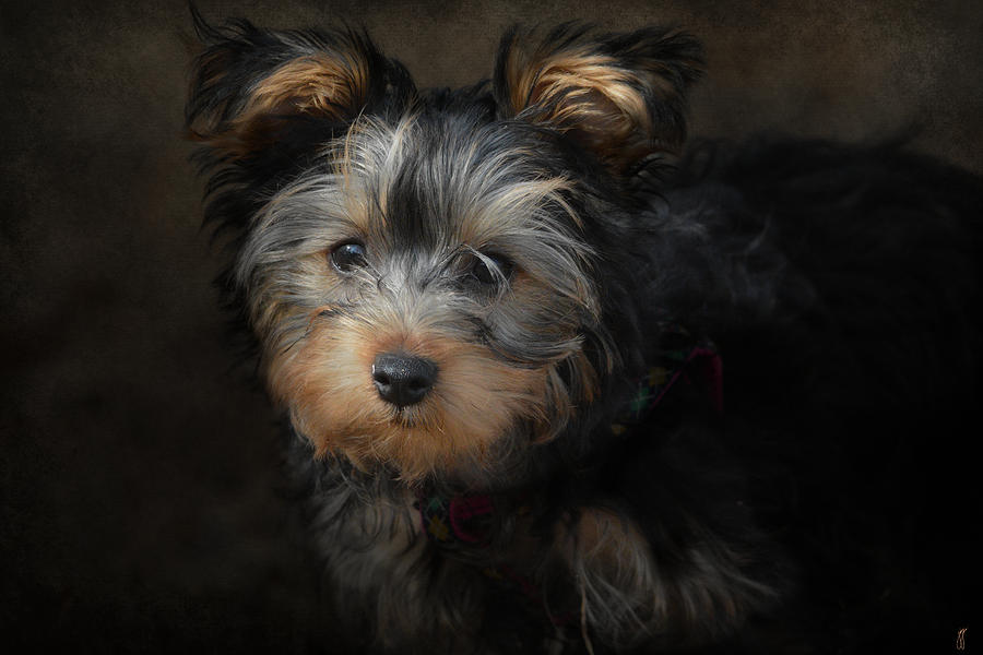 Yorkshire Terrier Puppy Portrait Photograph by Jai Johnson