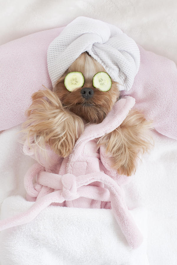 Yorkshire Terrier Relaxing at the Dog Grooming Spa Photograph by Liliboas