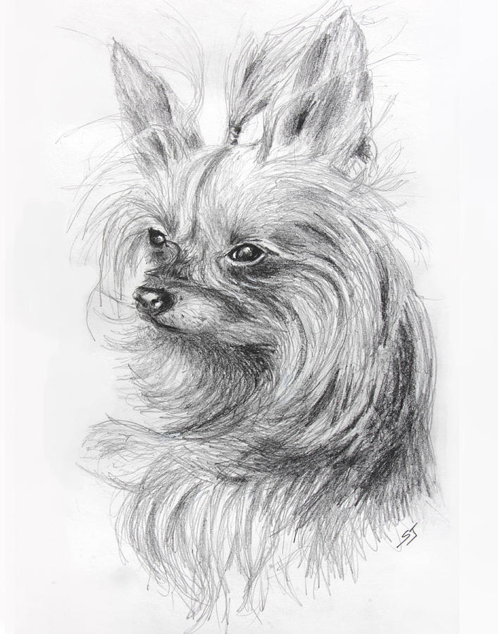 Yorkshire Terrier Drawing by Susan Jenkins