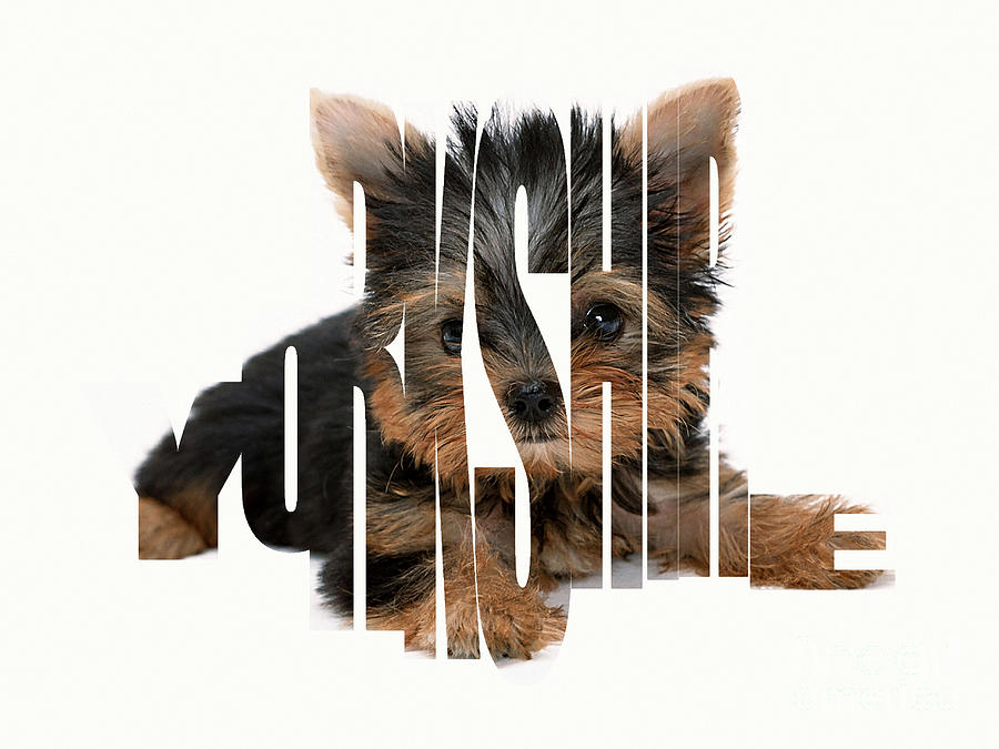 Yorkshire Terrier Typography Mixed Media by Marvin Blaine