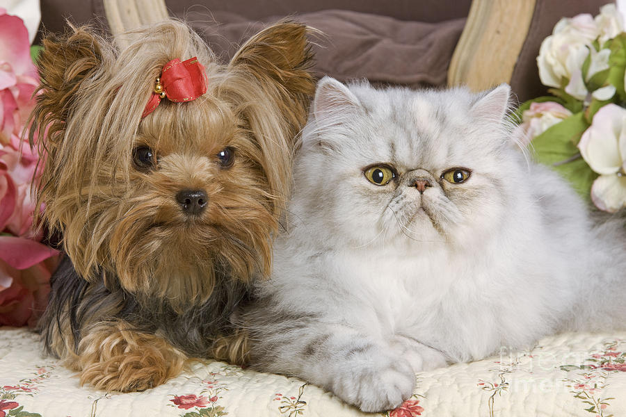 Yorkshire Terrier With Persian Cat Photograph by Jean-Michel Labat