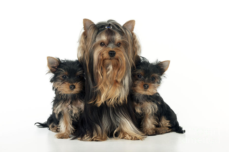 Yorkshire Terrier With Puppies Photograph by John Daniels