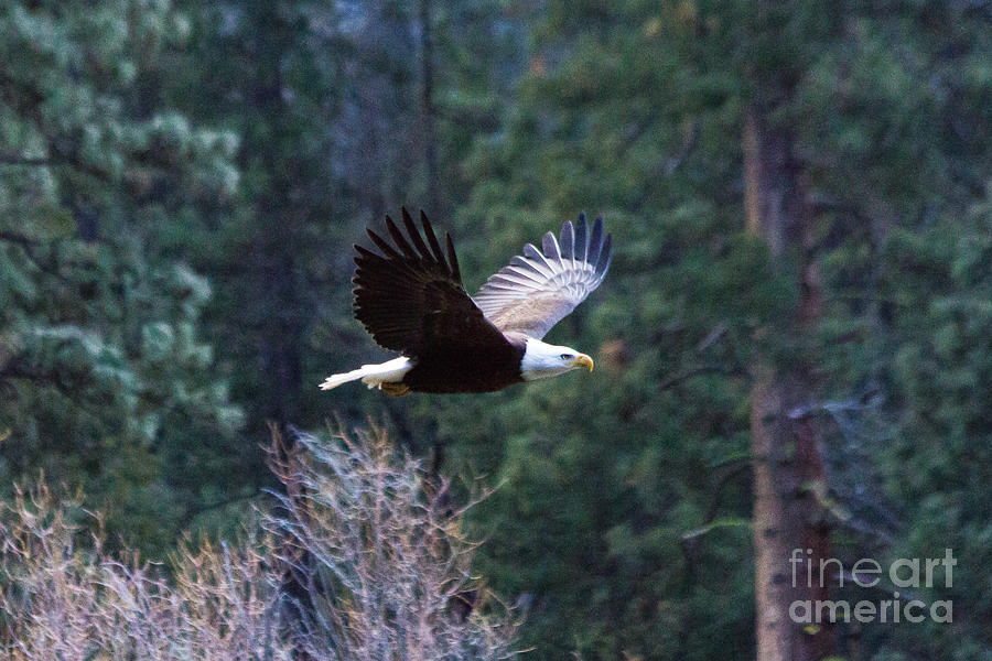 Yosemite bald eagle Photograph by Vincent Bonafede Yosemite bald eagle Photograph by Vincent Bonafede