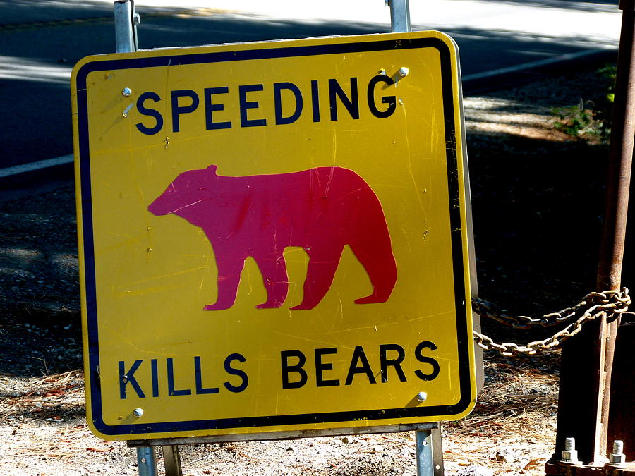 Yosemite Bear Sign Speeding Kills Bears Photograph by Jeff Lowe